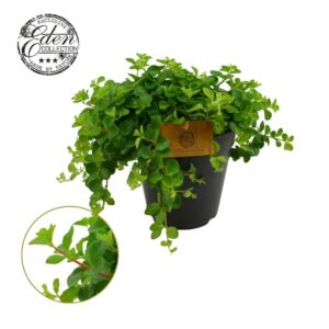 Peperomia rotundifolia Peperomia Rotundifolia 15cm
(5 Plants/Order)(15cmP 25cmH)
