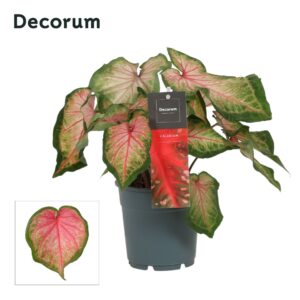 Caladium Chinook Caladium Chinook (Decorum)
(10 Plants/Order)(12cmP 25cmH)