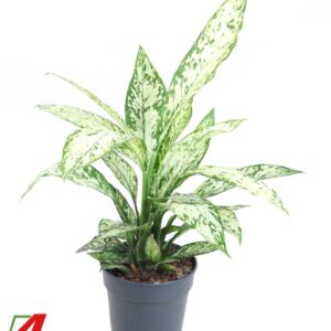 Dieffenbachia Vesuvius Dieffenbachia Vesuvius P19
(1 Plants/Order)(19cmP 60cmH)