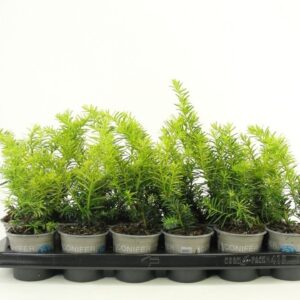 Taxus baccata Summergold Taxus baccata 'Summergold'
(18 Plants/Order)(9cmP 25cmH)