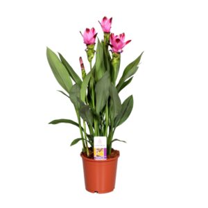 Curcuma Siam Splash Curcuma Splash
(6 Plants/Order)(15cmP 65cmH)