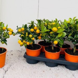 Citrofortunella x microcar Citrus Calamondin medi-stem
(6 Plants/Order)(14cmP 37cmH)