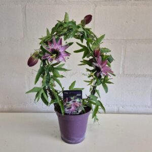 Passiflora Victoria Passiflora x violacea 'Victoria'
(8 Plants/Order)(13cmP 40cmH)