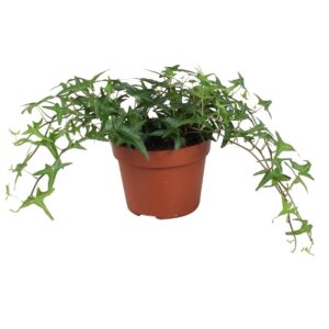 Hedera Tres Coupe Hedera helix Sagittaefolia
(8 Plants/Order)(13cmP 30cmH)
