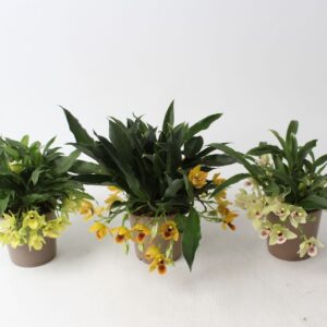 Orchideeen Promenaea Sunlight 9 cm 10+ Flower
(6 Plants/Order)(9cmP 25cmH)
