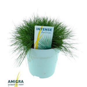 Festuca Pic Carlit Festuca gautieri AmiGreen®
(6 Plants/Order)(17cmP 55cmH)