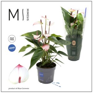 Anthurium (Andreanum Grp) LIPU Pink Mimesis Anthurium Karma LIPU Pink - 12 cm
(10 Plants/Order)(12cmP 45cmH)