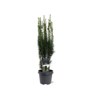 Taxus baccata Fastigiata Taxus baccata 'Fastigiata'
(1 Plants/Order)(23cmP 70cmH)