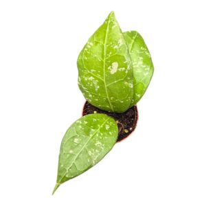 Hoya Hoya Verticillata sp. Lampung
(5 Plants/Order)(7cmP 10cmH)