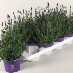 Lavandula angustifolia Essence Pur Lavendula angustifolia Essence Purple
(8 Plants/Order)(13cmP 30cmH)