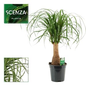 Nolina recurvata Beaucarnea recht 17 cm (Scenza)
(4 Plants/Order)(17cmP 60cmH)