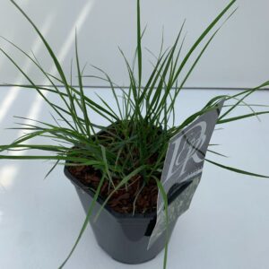Pennisetum alopecuroides Hameln Pennisetum 'Hameln'
(6 Plants/Order)(17cmP 30cmH)