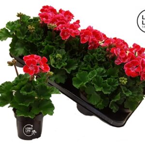 Pelargonium LongLife Zonale Bicolour pink
(8 Plants/Order)(10.5cmP 25cmH)