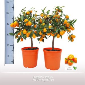 Fortunella margarita Kumquat op stam
(3 Plants/Order)(17cmP 55cmH)