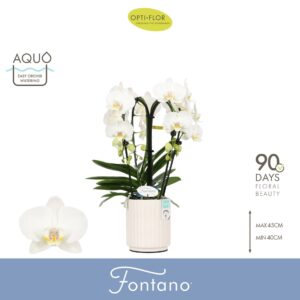 Phalaenopsis white more Ripsen Fontano Bellagio 4 spike in Molise White Aquo
(3 Plants/Order)(12cmP 50cmH)