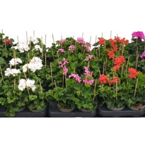 Pelargonium LongLife Peltatum Mixshelf
(8 Plants/Order)(10.5cmP 22cmH)