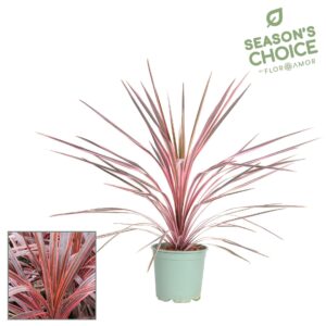 Cordyline Cordyline 'Southern Splendour' 70 - 75 cm
(1 Plants/Order)(21cmP 70cmH)