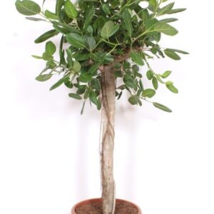 Ficus Belize Ficus Benghalensis
(1 Plants/Order)(45cmP 180cmH)
