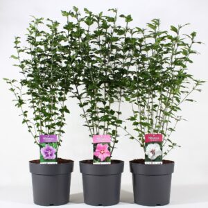 Hibiscus syriacus Hibiscus syr. mix C10
(1 Plants/Order)(28cmP 100cmH)