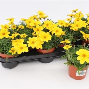 Bidens Bidens Compact
(12 Plants/Order)(10.5cmP 15cmH)