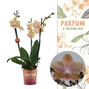 Phalaenopsis Bolgheri Lemon Parfum | Bolgheri Lemon | Phalaenopsis 3 spike
(10 Plants/Order)(12cmP 50cmH)
