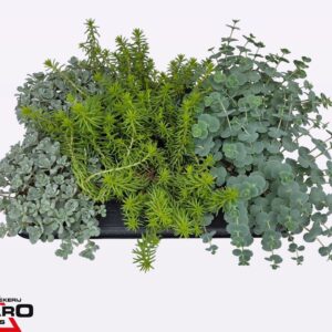 Sedum mix Sedum mix P10,5 XL
(6 Plants/Order)(10.5cmP 16cmH)