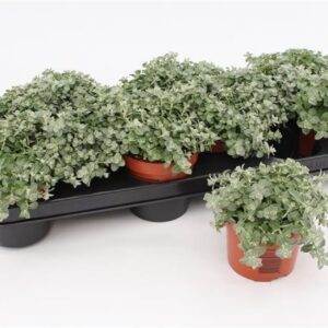 Helichrysum Silver Mist Helichrysum Petiolare Mini
(12 Plants/Order)(10.5cmP 15cmH)