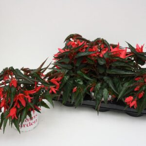 Begonia Waterfall Encanto Pink Begonia Waterfall Encanto Pink
(6 Plants/Order)(15cmP 38cmH)