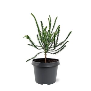 Cryptomeria Cryptomeria jap. 'Dacrydioides'
(1 Plants/Order)(19cmP 40cmH)