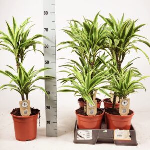 Dracaena Lemon Lime Dracaena Lemon Lime 45-15 75cm
(5 Plants/Order)(19cmP 75cmH)