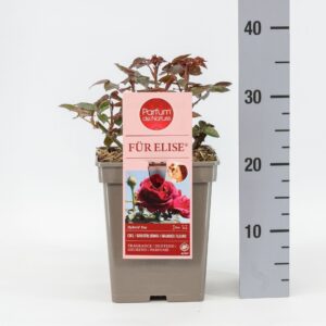 Rosa other Rosa Für Elise ® 'Parfum de Nature', C5
(1 Plants/Order)(23cmP 30cmH)