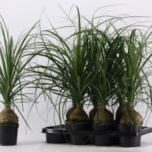 Nolina recurvata Beaucarnea ball 14 cm (1 kop)
(7 Plants/Order)(14cmP 45cmH)