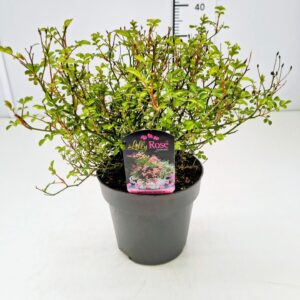 Rosa Rosa 'Lilly Rose' C2
(1 Plants/Order)(17cmP 40cmH)