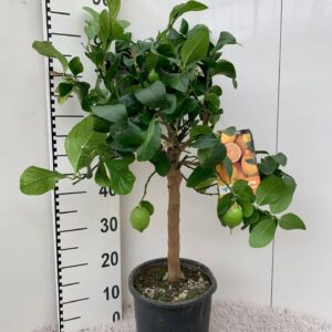 Citrus limon Citrus limone Lemon on stem
(1 Plants/Order)(21cmP 75cmH)