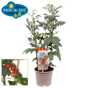 tomatoes PICK-&-JOY® Candytom Red
(4 Plants/Order)(14cmP 45cmH)