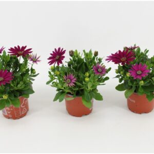 Osteospermum Sunny Mary Osteo Mary
(12 Plants/Order)(10.5cmP 25cmH)