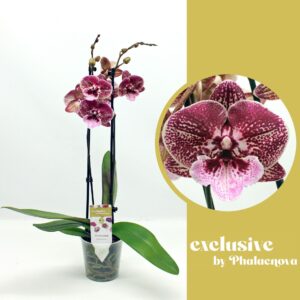 Phalaenopsis other red more Ingrid 2-tak 60 (GROEN)
(10 Plants/Order)(12cmP 60cmH)