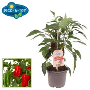 pepper PICK-&-JOY® Snack Pepper Red 12CM
(6 Plants/Order)(12cmP 30cmH)