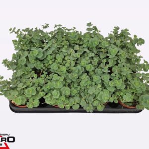 Sedum sieboldii Sedum sieboldii P8,5
(12 Plants/Order)(8.5cmP 12cmH)