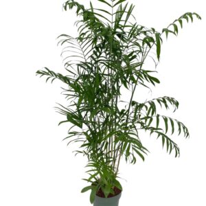 Chamaedorea seifrizii Chamaedorea Seifrizii
(1 Plants/Order)(27cmP 180cmH)