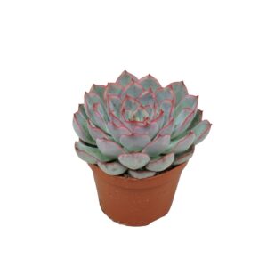 Echeveria Hercules Echeveria hercules 8,5 cm
(12 Plants/Order)(8.5cmP 10cmH)