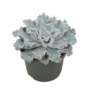 Echeveria Echeveria crispy beauty 13 cm
(6 Plants/Order)(13cmP 15cmH)
