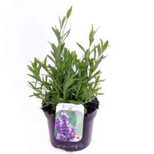 Lavandula angustifolia Spear Blue Lavandula Spear Blue
(8 Plants/Order)(13cmP 35cmH)