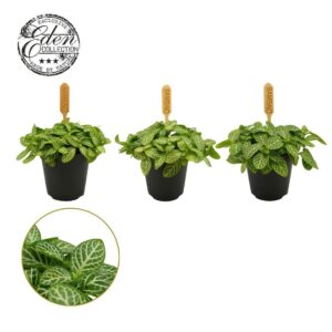 Fittonia Fittonia Verschaffeltii 5,5cm
(20 Plants/Order)(5.5cmP 10cmH)