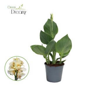 Canna Alaska Canna Alaska p 14
(8 Plants/Order)(14cmP 50cmH)
