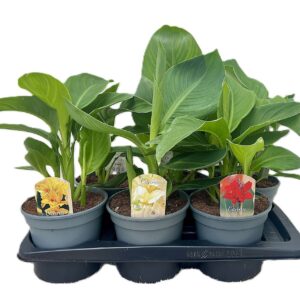 Canna Cannova Canna mix Zonder Flower p 17
(6 Plants/Order)(17cmP 50cmH)