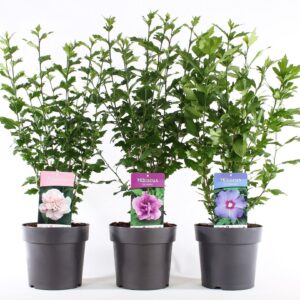 Hibiscus syriacus Hibiscus syr. mix P21/C4.6
(1 Plants/Order)(21cmP 85cmH)