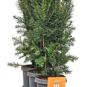 Taxus media Hicksii Hedgeline Taxus media 'Hicksii' 50-60 C4
(3 Plants/Order)(21cmP 70cmH)