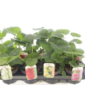 Alcea rosea Alcea rosea Chart. Double mix
(8 Plants/Order)(13cmP 30cmH)