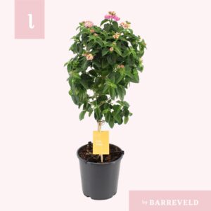 Lantana Lucky Honey Blush Lantana stam pink
(1 Plants/Order)(19cmP 75cmH)
